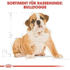 Royal Canin Bulldog Puppy - Hundefutter -Hundebedarfsgeschäft royal canin bulldog puppy hondenvoer 137812 0500 none