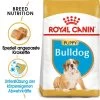 Royal Canin Bulldog Puppy - Hundefutter 2 Royal Canin Bulldog Puppy - Hundefutter -Hundebedarfsgeschäft royal canin bulldog puppy hondenvoer 137848 0500 none