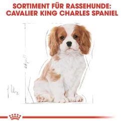 Royal Canin Cavalier King Charles Puppy - Hundefutter -Hundebedarfsgeschäft royal canin cavalier king charles puppy hondenvoer 137932 0500 none