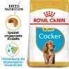 Royal Canin Cocker Puppy - Hundefutter -Hundebedarfsgeschäft royal canin cocker puppy hondenvoer 140501 0500 none