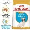 Royal Canin French Bulldog Puppy - Hundefutter -Hundebedarfsgeschäft royal canin french bulldog puppy hondenvoer 140549 0500 none