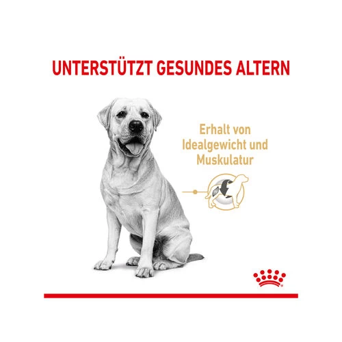 Royal Canin Labrador Retriever Adult 5+ 6 Royal Canin Labrador Retriever Adult 5+ – Bild 4