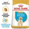Royal Canin Labrador Retriever Puppy - Hundefutter -Hundebedarfsgeschäft royal canin labrador retriever puppy hondenvoer 140618 0500 none
