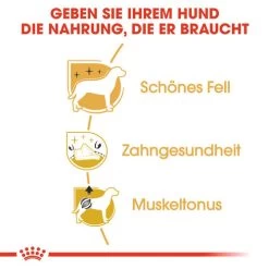 Hundebedarfsgeschäft -Hundebedarfsgeschäft royal canin poodle adult hondenvoer 139681 0500 none