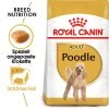 Royal Canin Poodle Adult - Hundefutter 2 Royal Canin Poodle Adult - Hundefutter -Hundebedarfsgeschäft royal canin poodle adult hondenvoer 139717 0500 none
