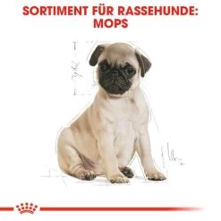 Royal Canin Pug Puppy - Hundefutter -Hundebedarfsgeschäft royal canin pug puppy hondenvoer 139885 0500 none