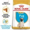 Royal Canin Pug Puppy - Hundefutter -Hundebedarfsgeschäft royal canin pug puppy hondenvoer 139921 0500 none