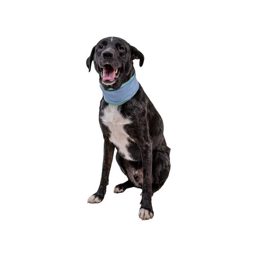 Ruffwear Swamp Cooler Neck Gaiter 4 Ruffwear Swamp Cooler Neck Gaiter – Bild 2