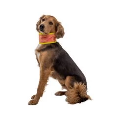 Ruffwear Swamp Cooler Neck Gaiter 11 Ruffwear Swamp Cooler Neck Gaiter -Hundebedarfsgeschäft ruffwear swamp cooler neck gaiter 196817 0500 none