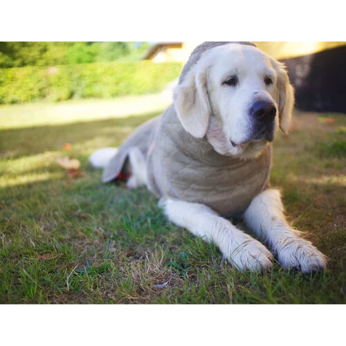 Siccaro WetDog SupremePro 7 Siccaro WetDog SupremePro – Bild 5